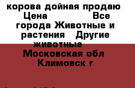 корова дойная продаю › Цена ­ 100 000 - Все города Животные и растения » Другие животные   . Московская обл.,Климовск г.